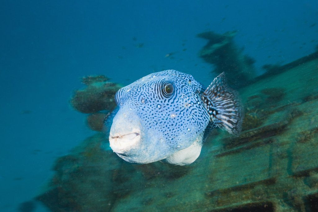 Detail of Starry Puffer over Maldive Victory Wreck by Anonymous