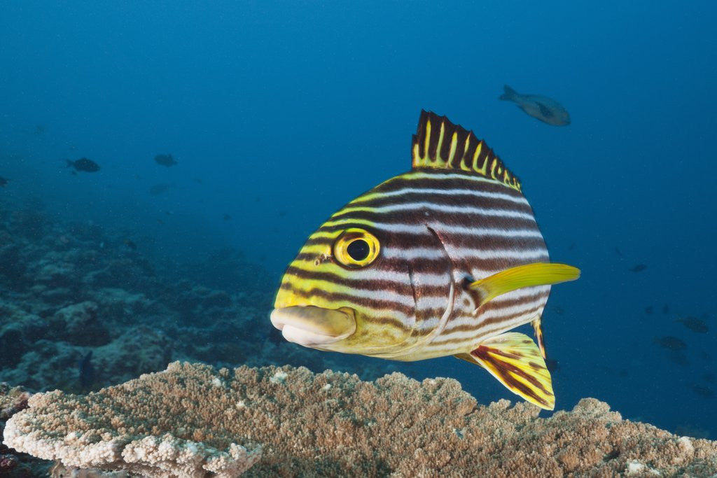 Detail of Oriental Sweetlips by Anonymous