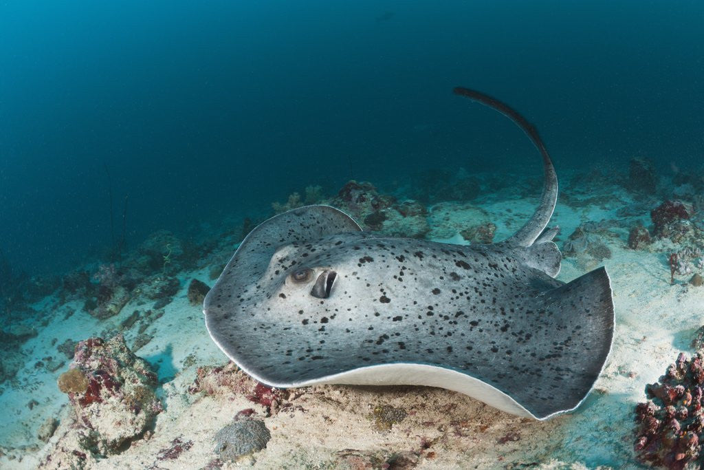 Detail of Black-spotted Stingray by Anonymous