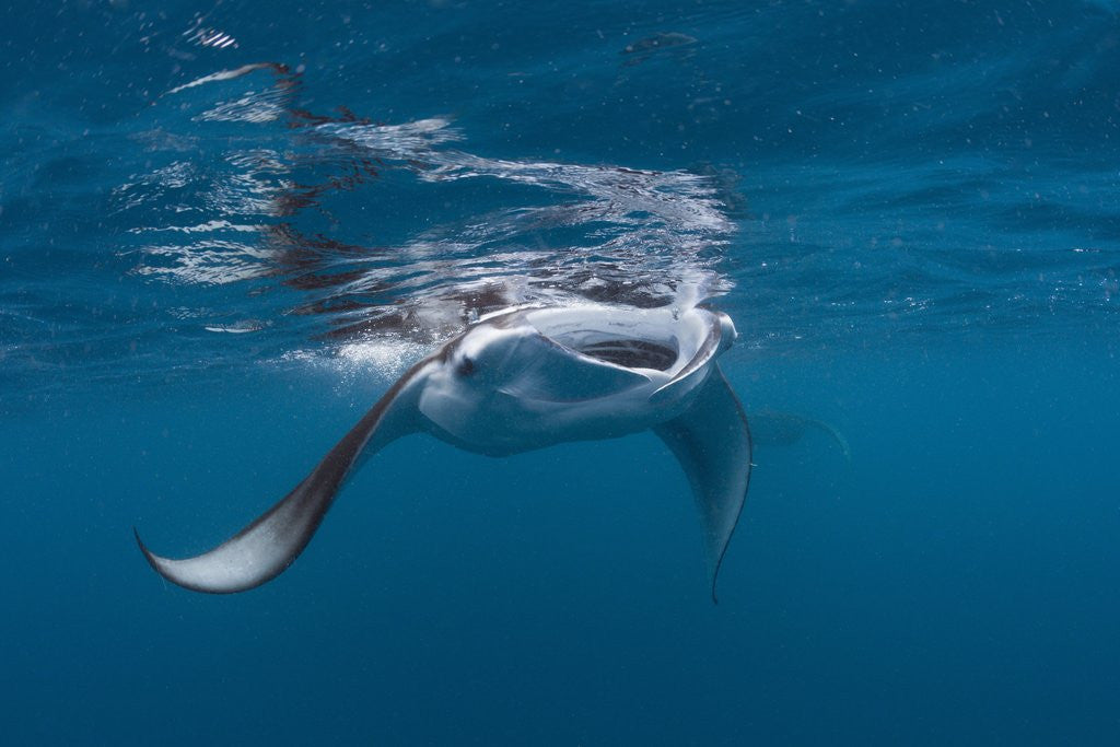 Detail of Manta Ray filter feeding by Anonymous