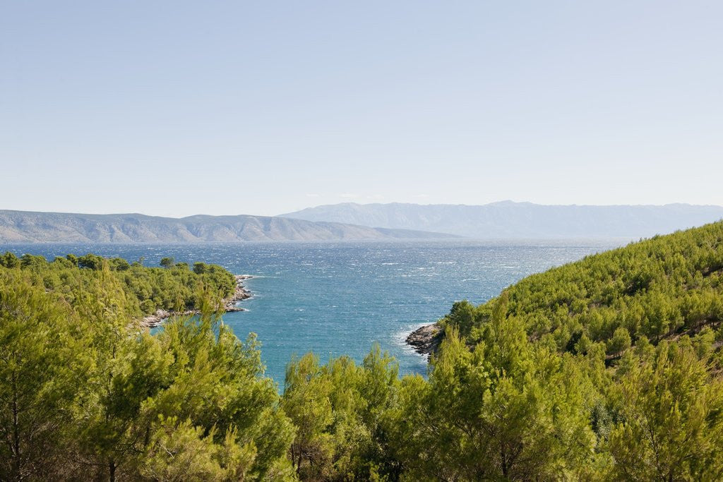Detail of Lush foliage of island, Vrboska, Hvar Island, Croatia by Anonymous