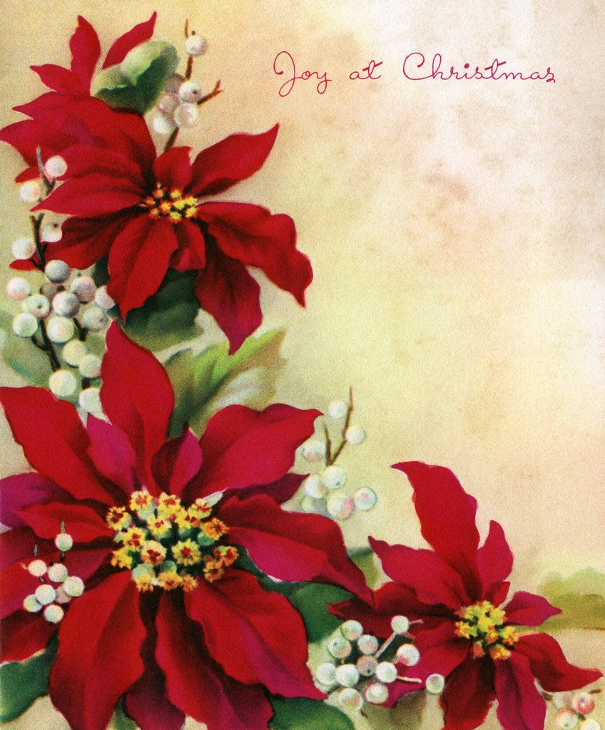 Detail of Vintage Illustration of Christmas Poinsettia and Mistletoe by Anonymous