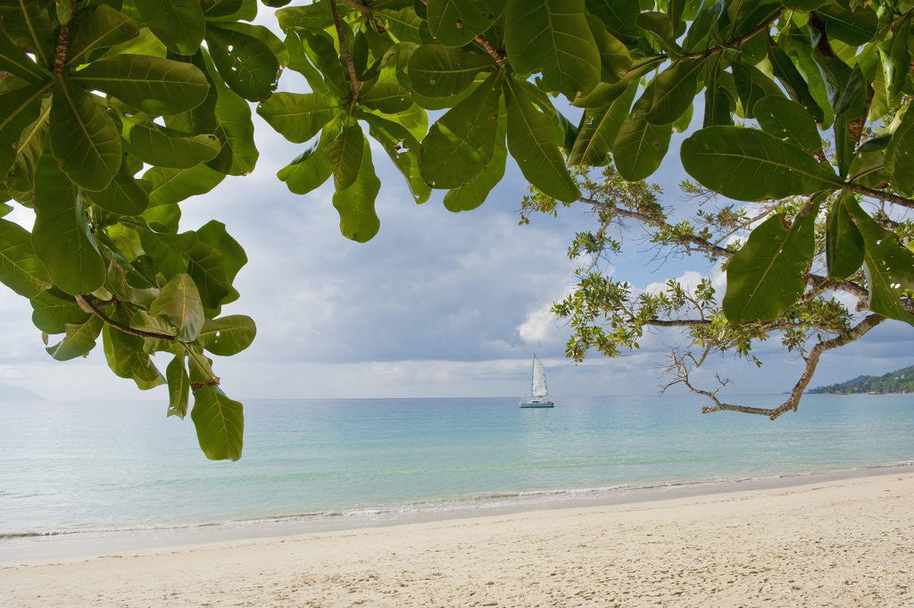 Detail of Beach at Bel Ombre, Baie Beau Vallon, Mahe, Seychelles, Indian Ocean islands by Anonymous