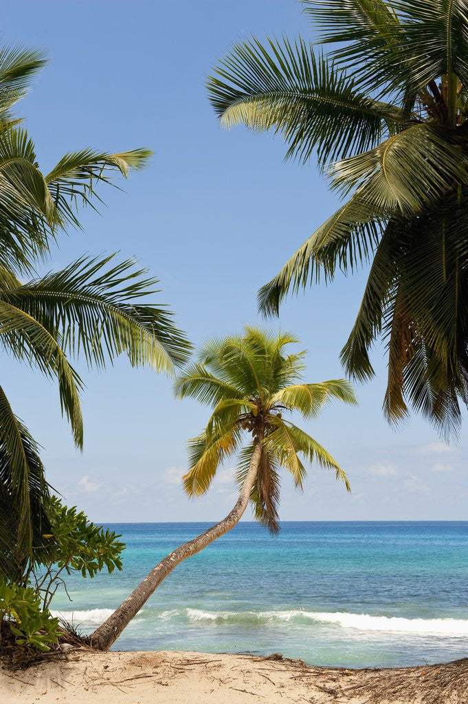 Detail of Takamaka beach, Seychelles, Indian Ocean islands by Anonymous