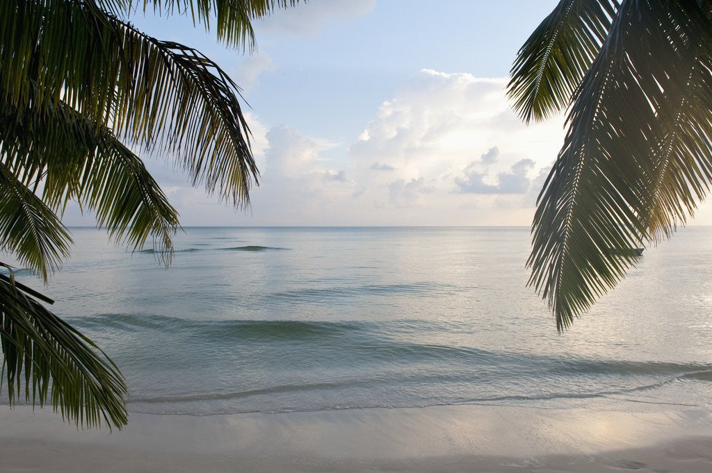 Detail of Landscape with palm leaves and beach at sunset, Grand Anse, Praslin Island, Seychelles by Corbis