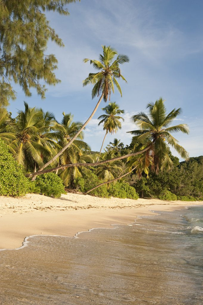 Detail of View of Takamaka Beach, Mahe, Seychelles by Anonymous
