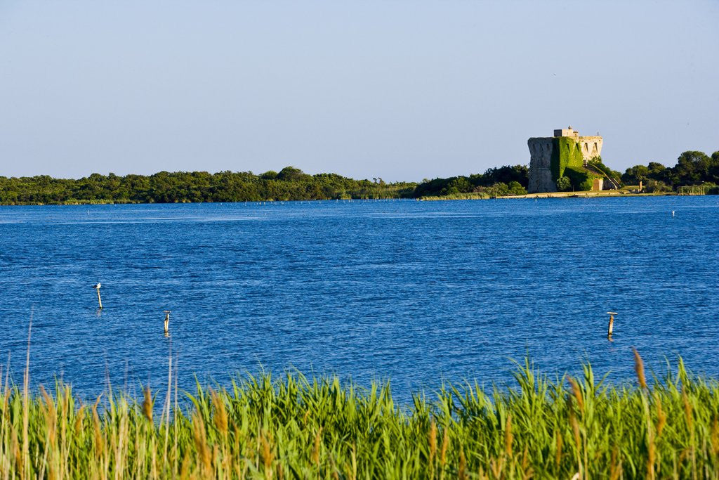 Detail of View of lake and reeds, Capalbio, Tuscany, Italy by Anonymous