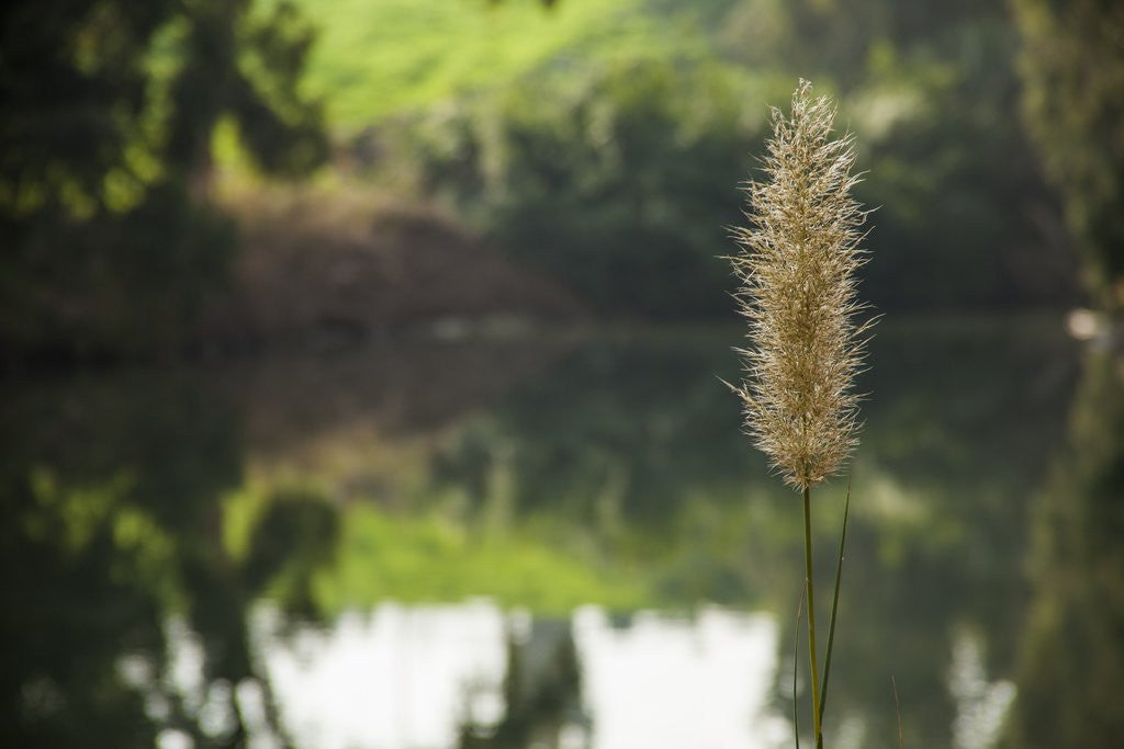 Detail of Jordan River by Anonymous