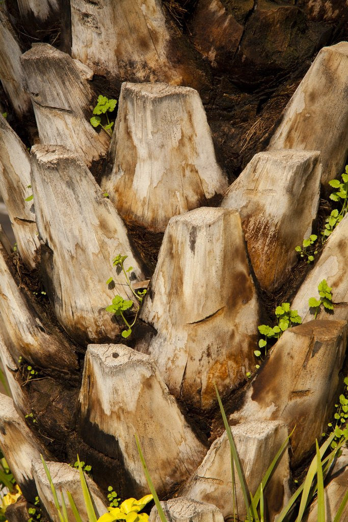 Detail of Palm Tree Bark by Anonymous