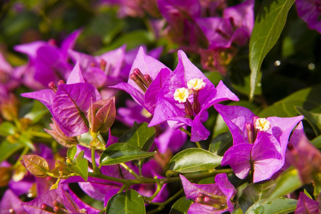Detail of Bougainvillea Flowers by Anonymous