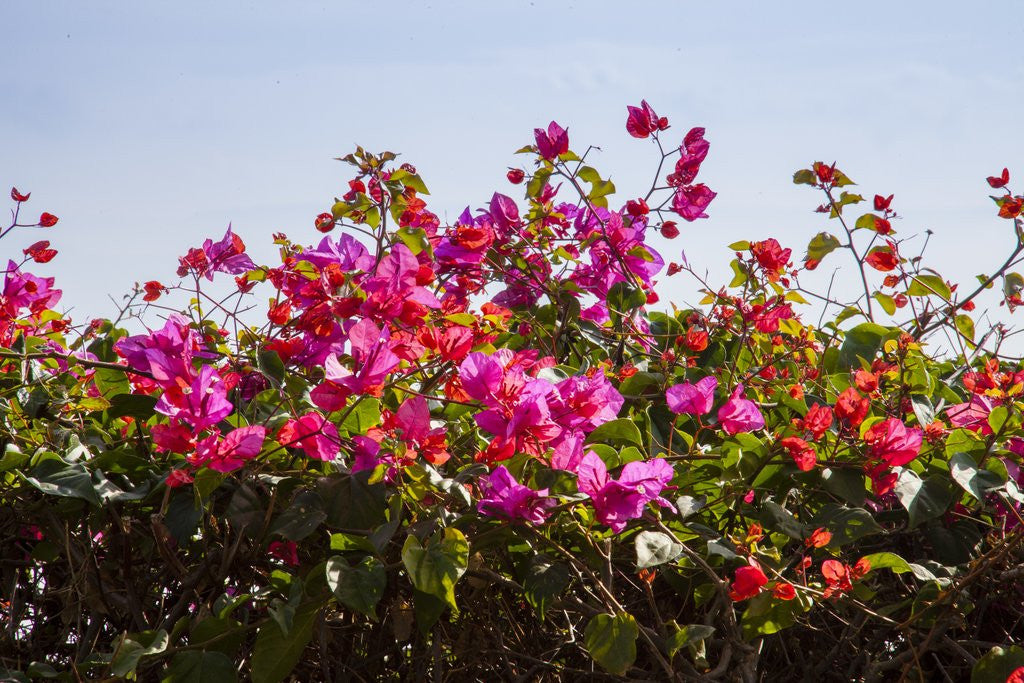 Detail of Bougainvillea Flowers by Anonymous