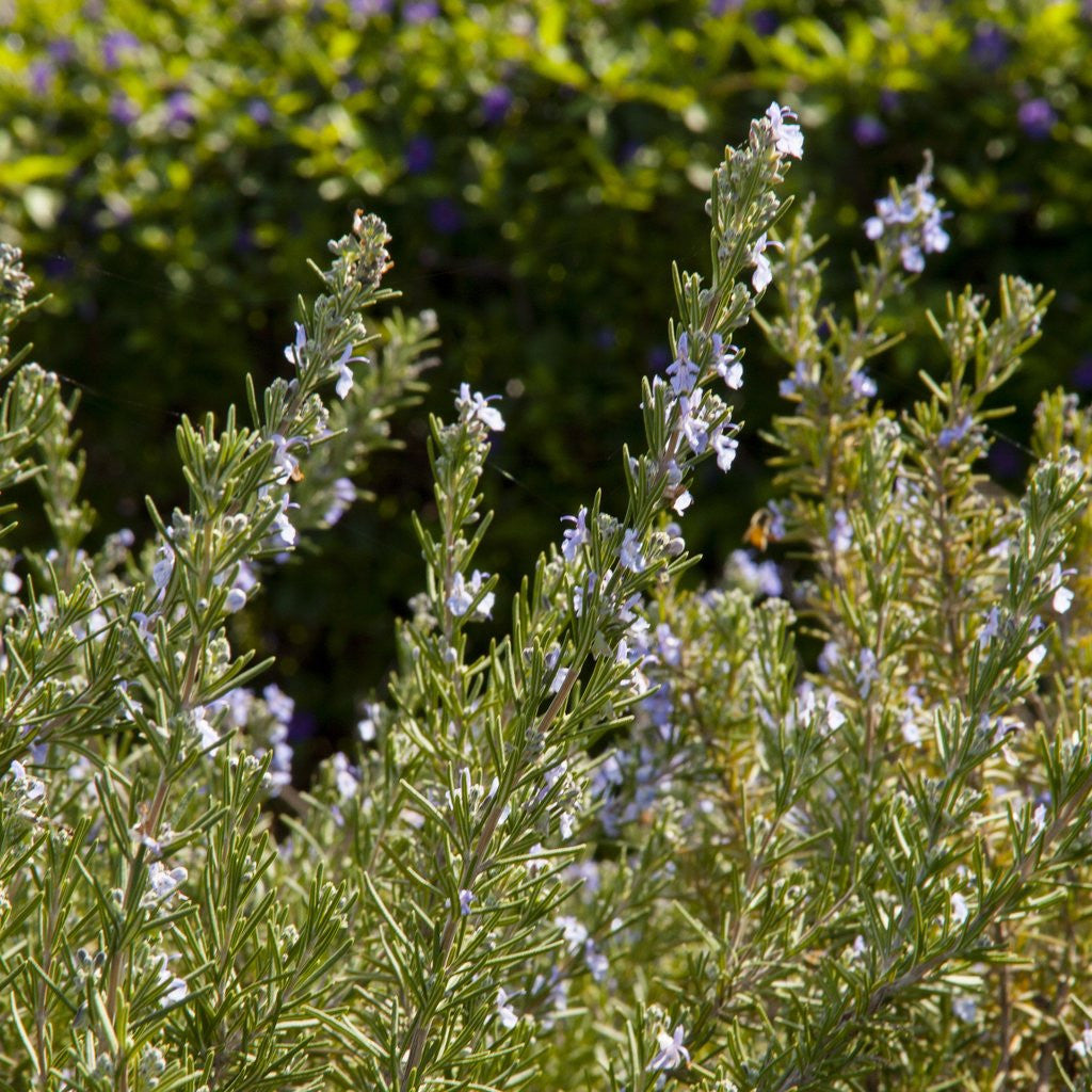 Detail of Flowering Sage Bush by Anonymous