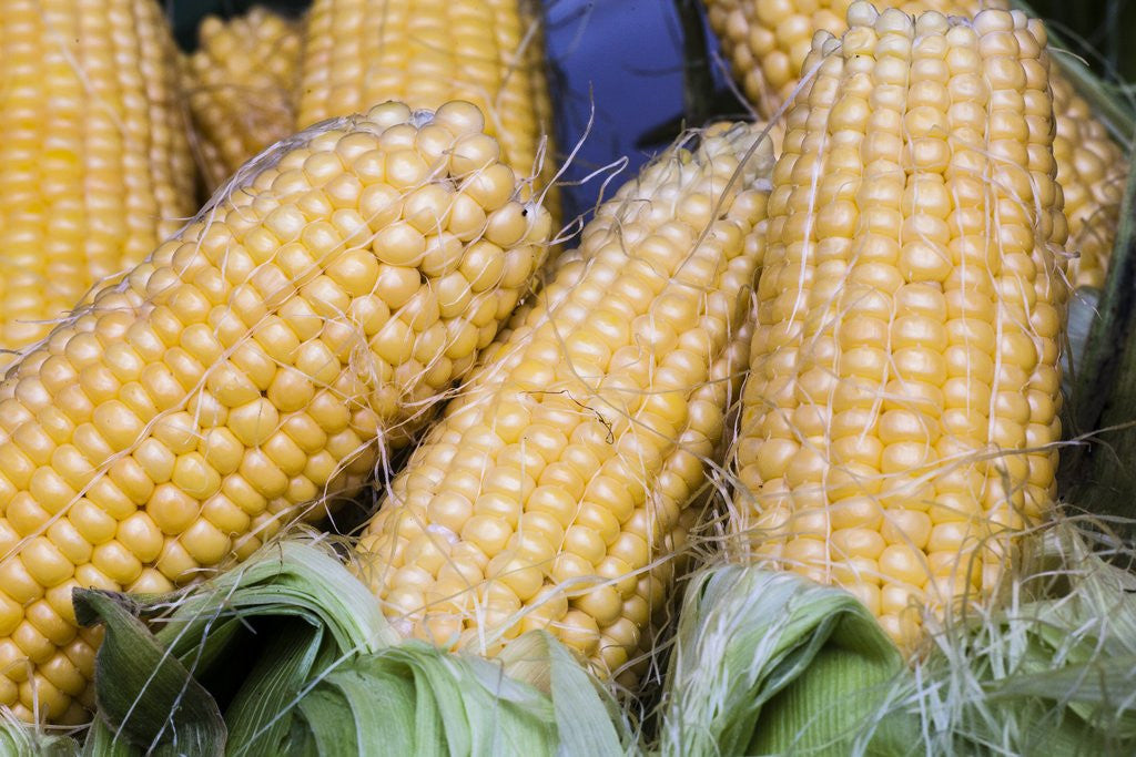 Detail of Fresh sweet corn in Carmel Market by Anonymous