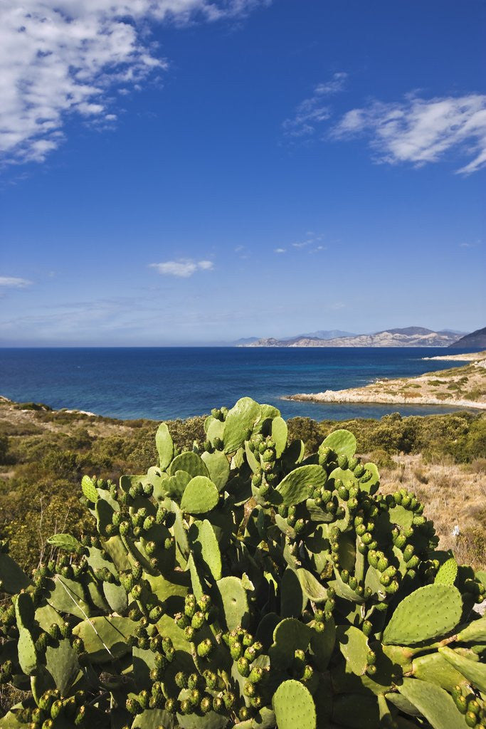 Detail of View near Ostriconi beach, Corsica, France by Anonymous