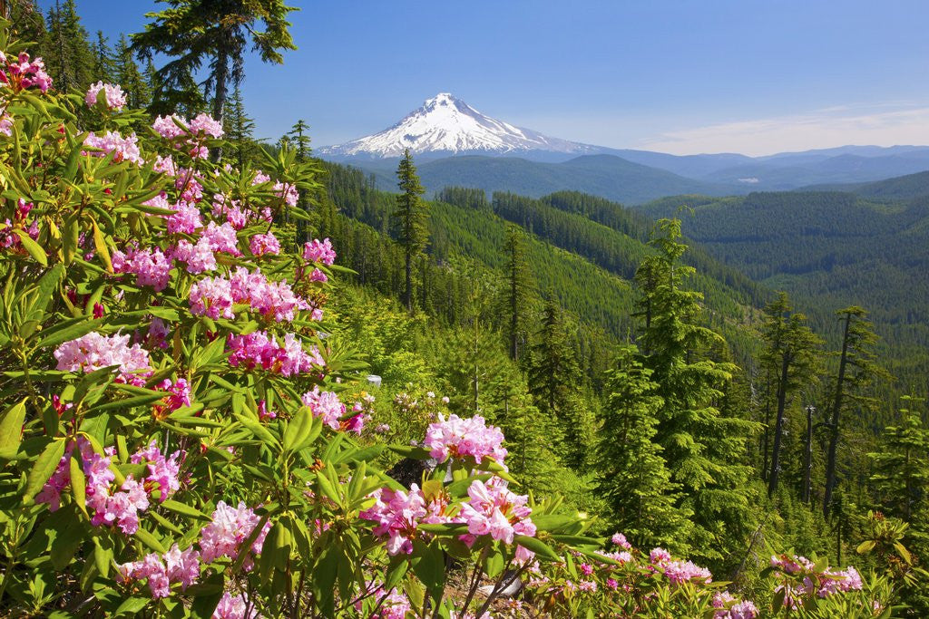 Detail of Mt. Hood National Forest by Anonymous