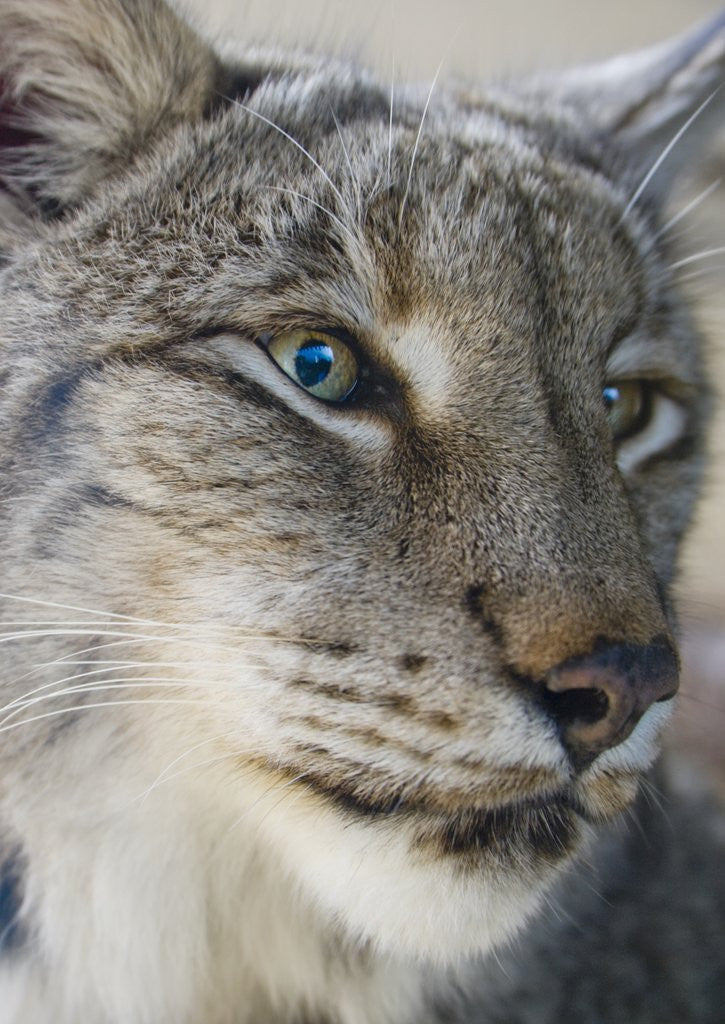 Detail of Siberian lynx (Lynx lynx wrangeli) by Anonymous