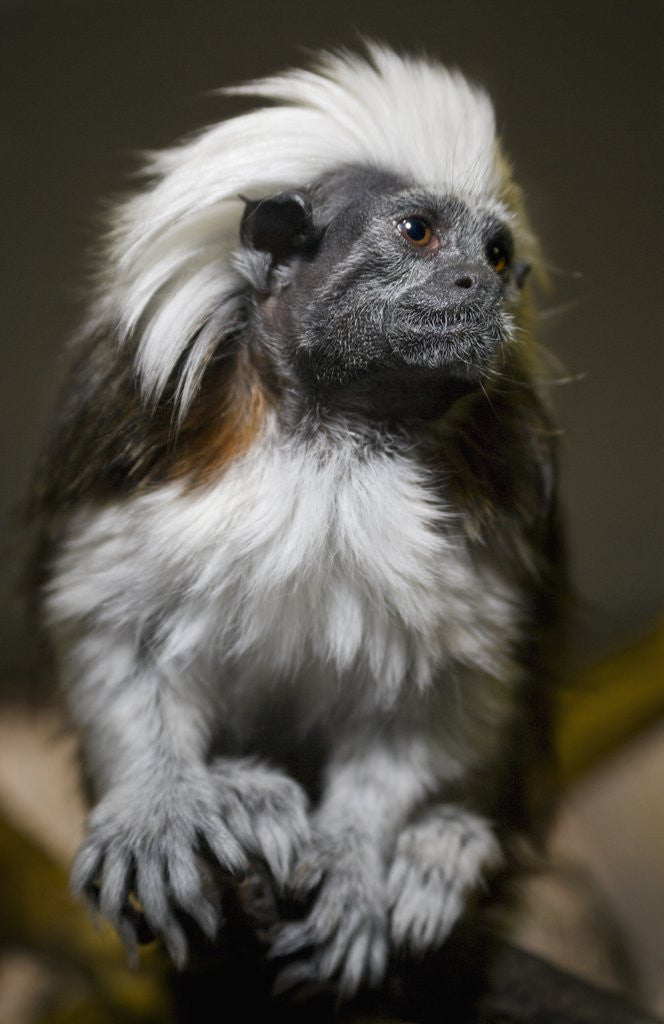 Detail of Cotton-top tamarin (Sanginus oedipus oedipus) by Anonymous