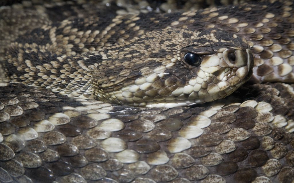 Detail of Eastern diamondback rattlesnake (Crotalus adamanteus) by Anonymous