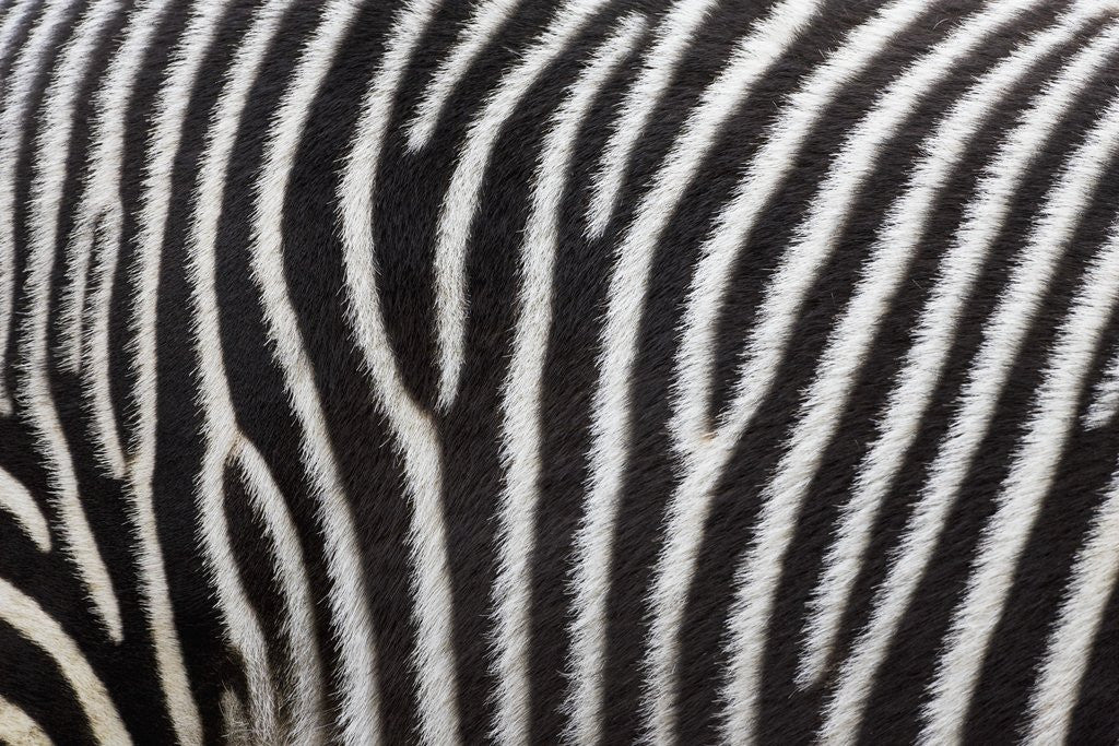 Detail of Pattern on side of Grevy's zebra (Equus grevyi) by Anonymous