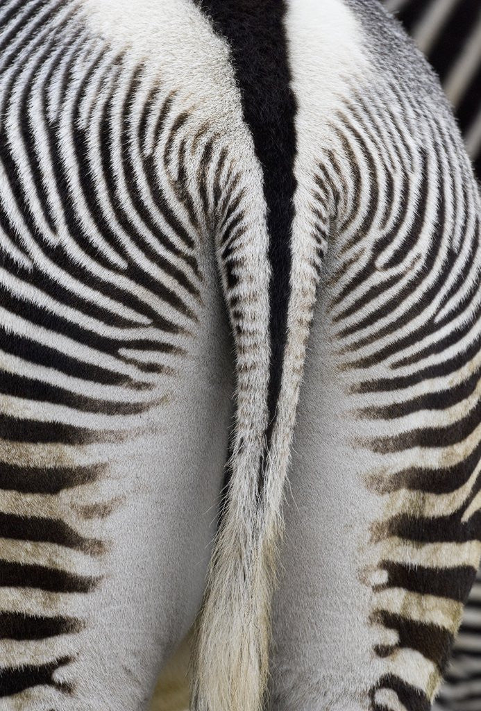 Detail of Tail & hindquarters of of Grevy's zebra (Equus grevyi) by Anonymous
