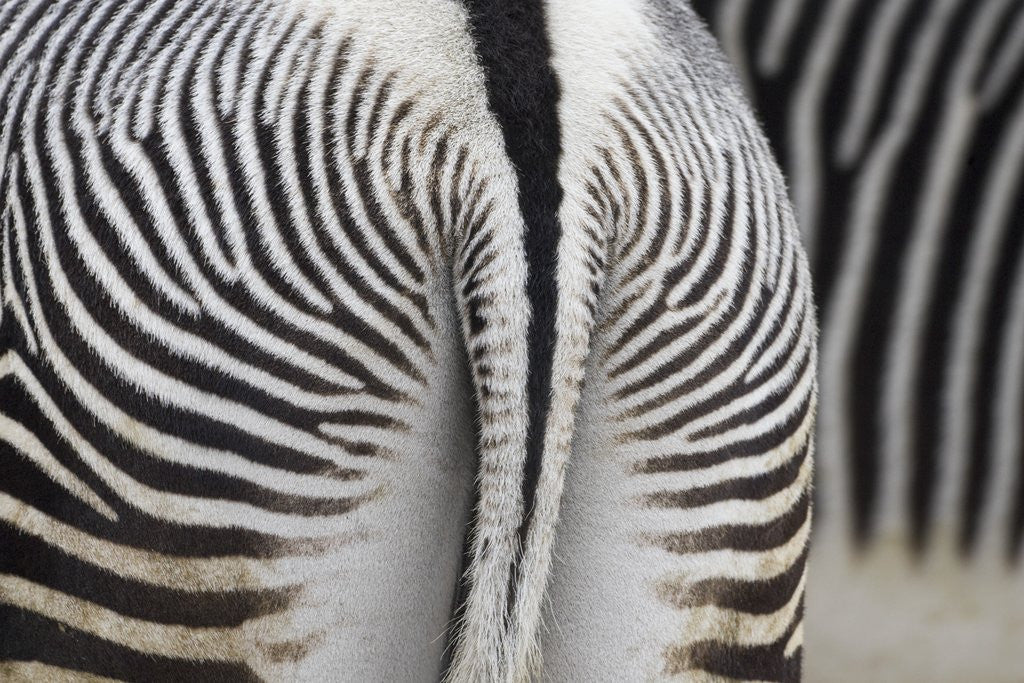 Detail of Tail & hindquarters of of Grevy's zebra (Equus grevyi) by Anonymous