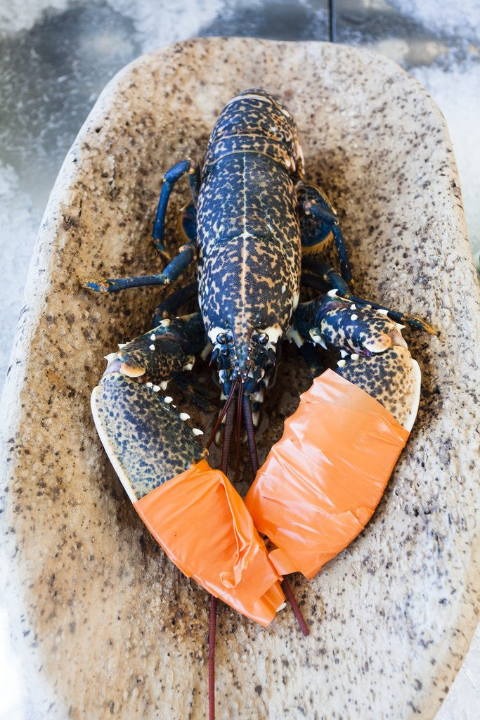 Detail of Lobster - Sea food delicacy by Anonymous
