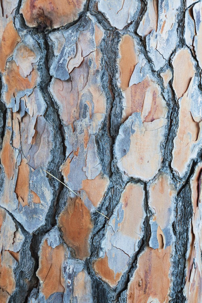 Detail of Pine tree bark by Anonymous