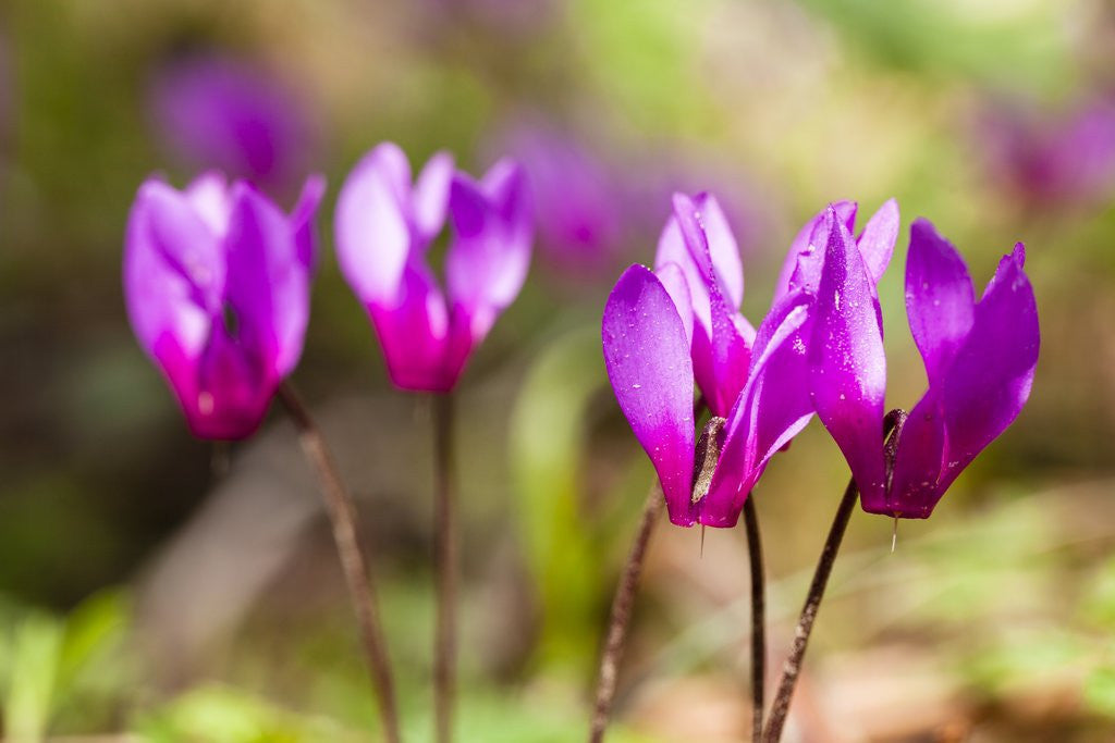 Detail of Wild botanical Cyclamen flowers by Anonymous