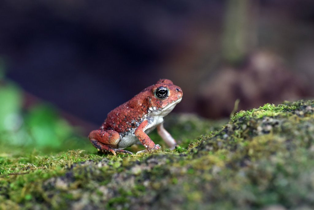 Detail of Fowler's toad by Anonymous