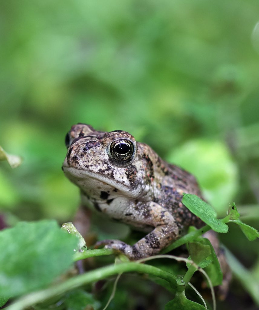 Detail of Fowler's toad by Corbis