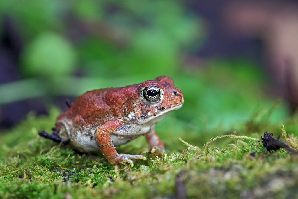Detail of Fowler's toad by Anonymous
