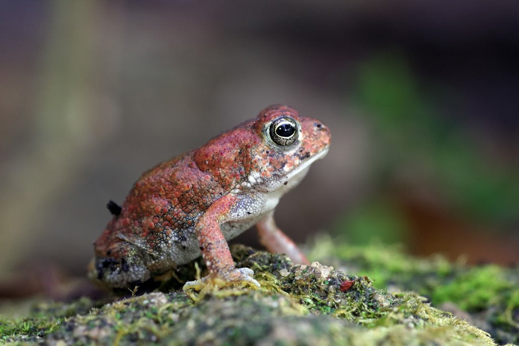 Detail of Fowler's toad by Anonymous
