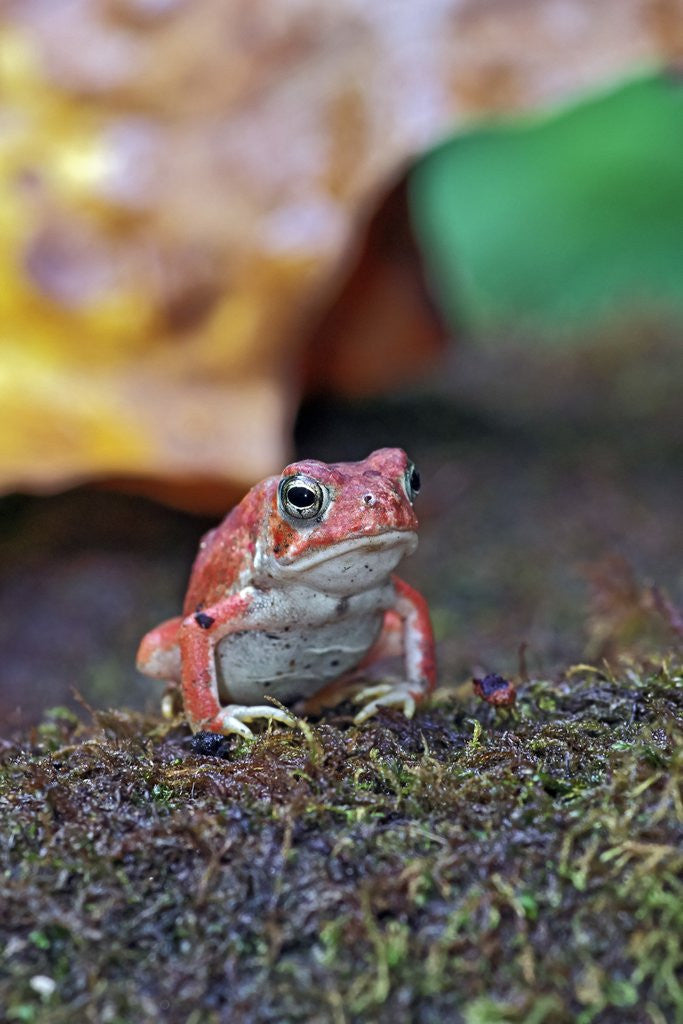 Detail of Fowler's toad by Anonymous