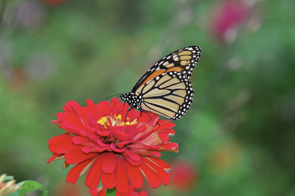 Detail of Monarch butterfly on flower by Anonymous
