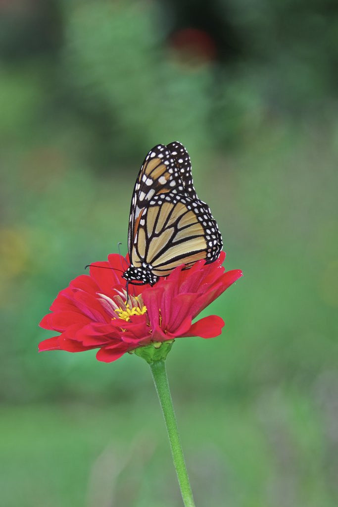 Detail of Monarch butterfly on flower by Anonymous