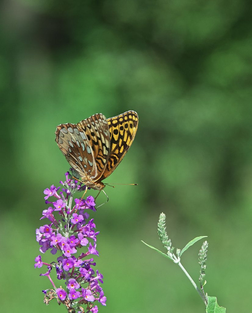 Detail of Greater fritillaries butterfly on flower by Anonymous