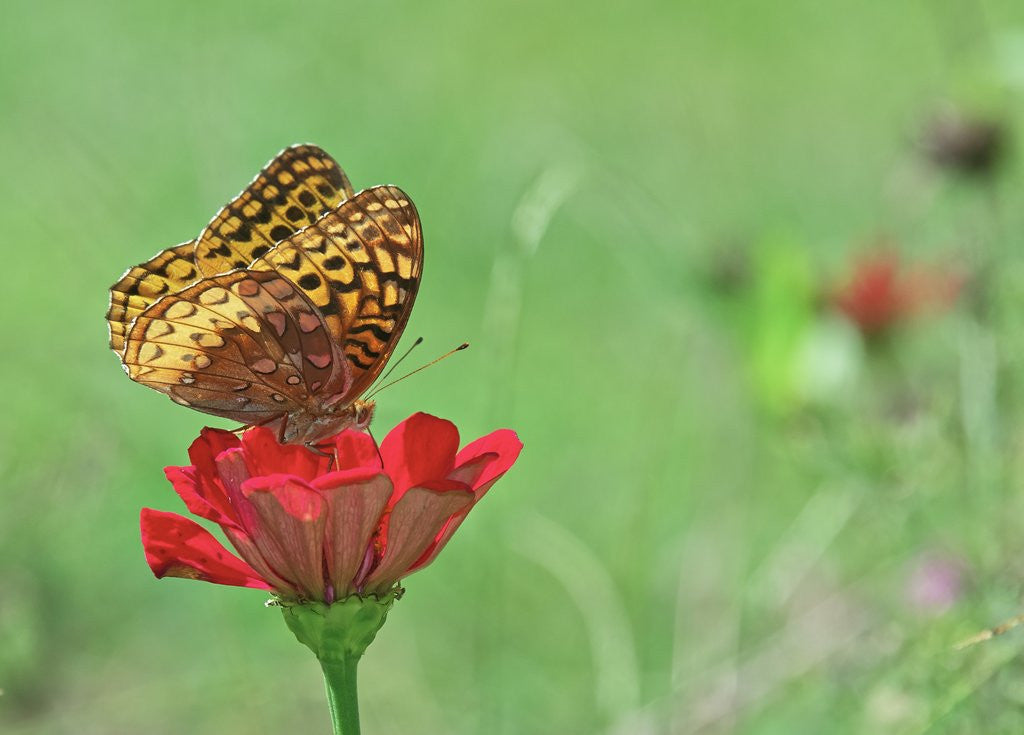 Detail of Greater fritillaries butterfly on flower by Corbis