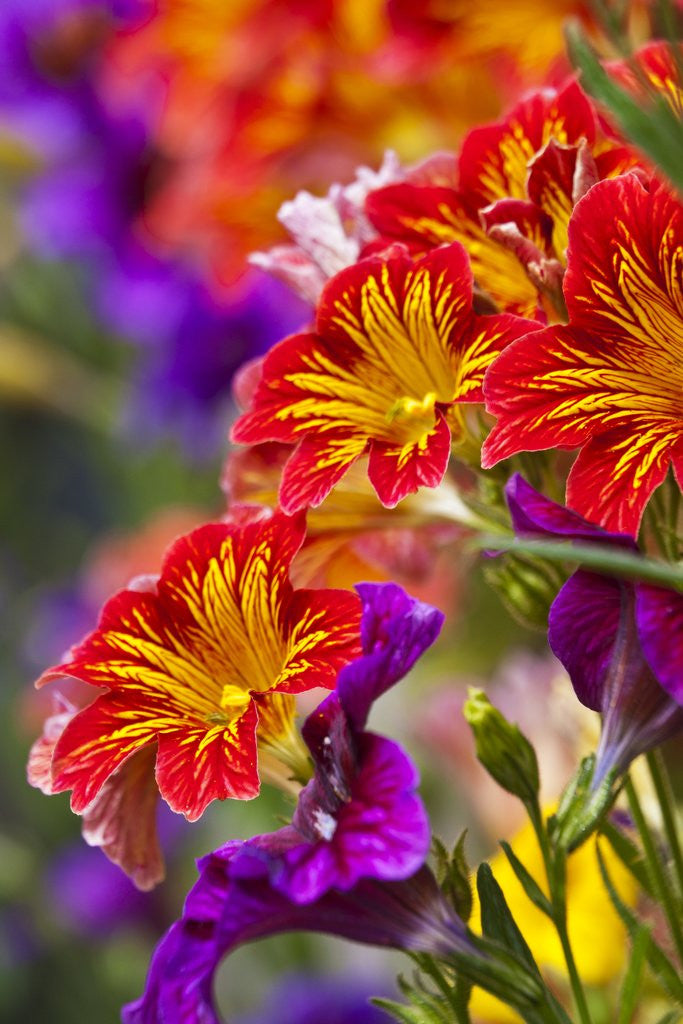 Detail of Salpiglossis Flowers in Full Bloom by Anonymous