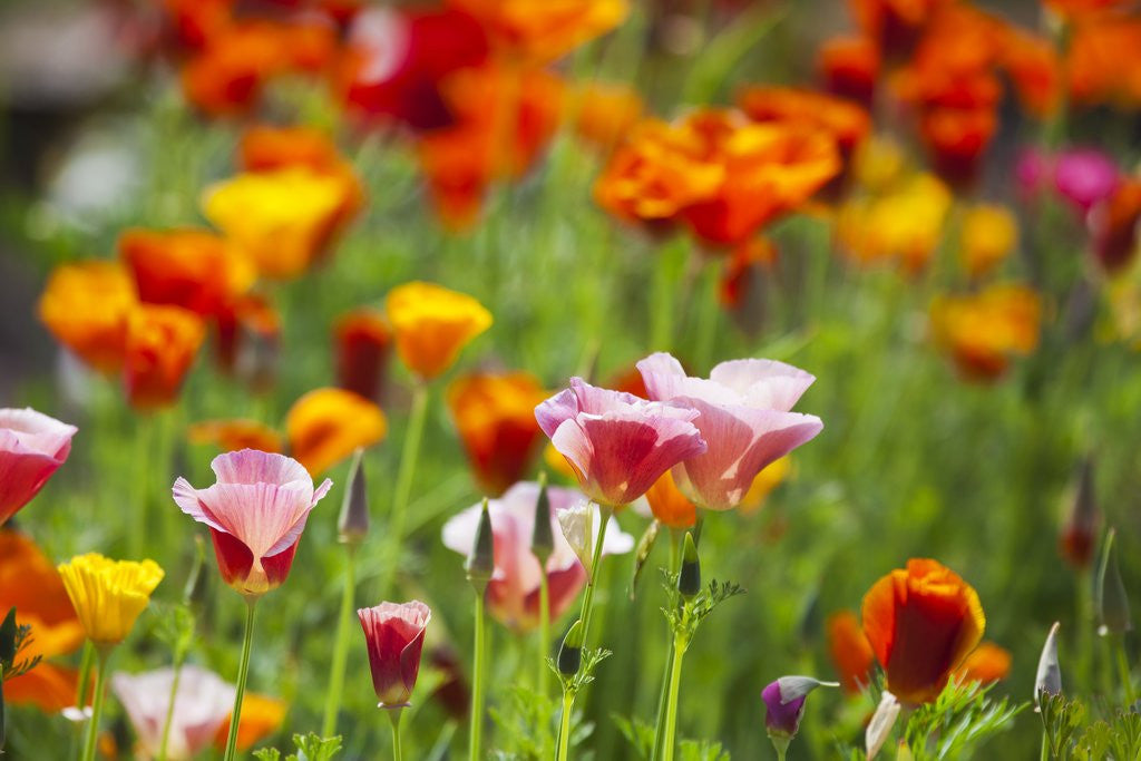 Detail of Poppies in Full Bloom by Anonymous