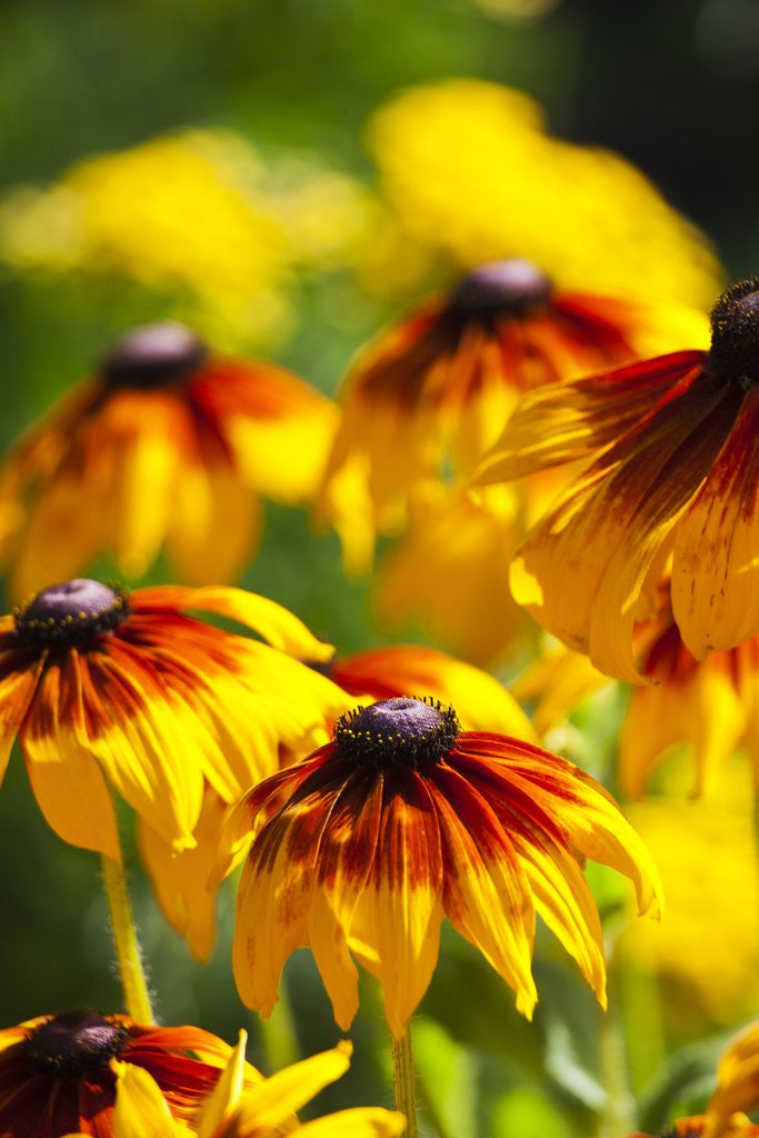 Detail of Cherokee Sunset Cone Flowers in Bloom by Anonymous