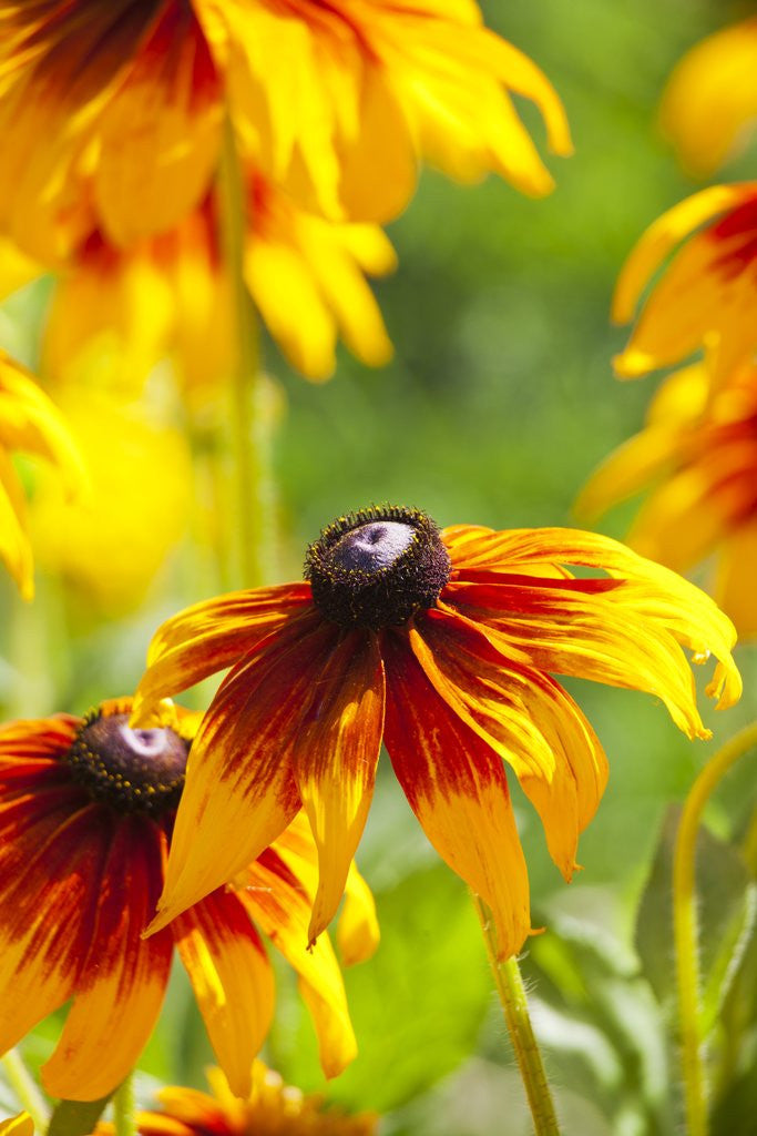 Detail of Cherokee Sunset Cone Flowers in Bloom by Anonymous