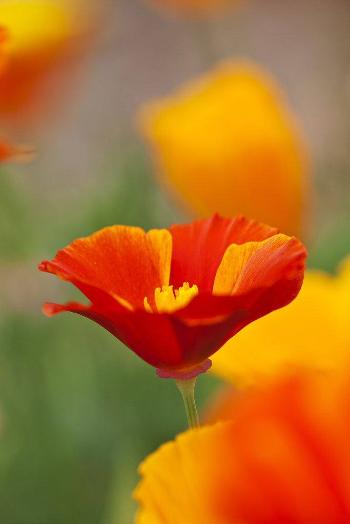 Detail of Summer Mission Bell Poppies in Full Bloom by Anonymous