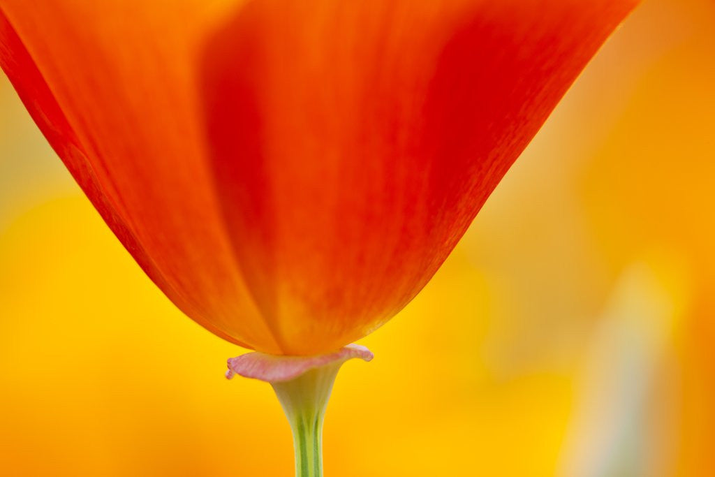 Detail of Summer Mission Bell Poppies in Full Bloom by Anonymous