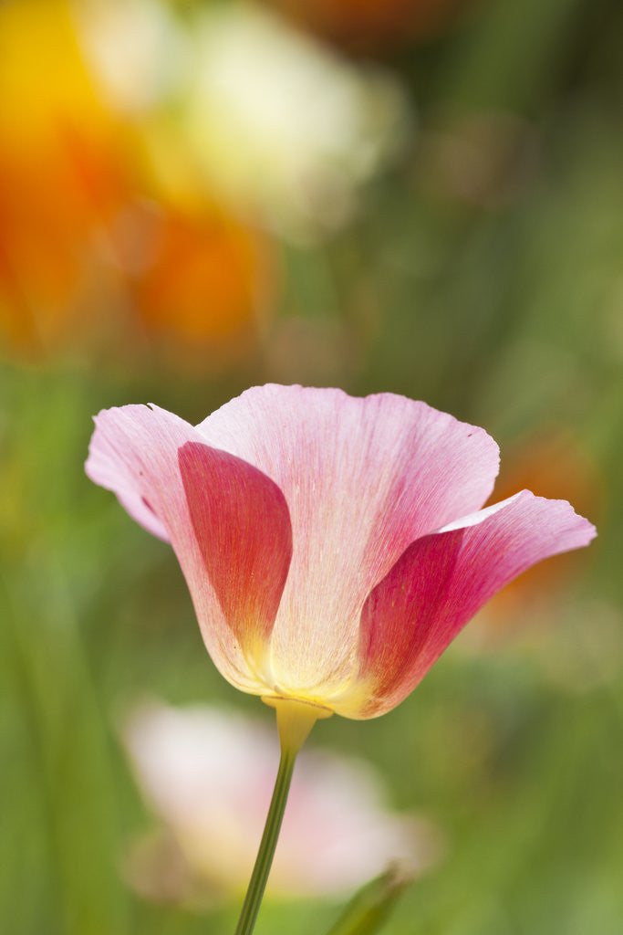 Detail of Mixed Mission Bells Poppies in Full Bloom by Anonymous