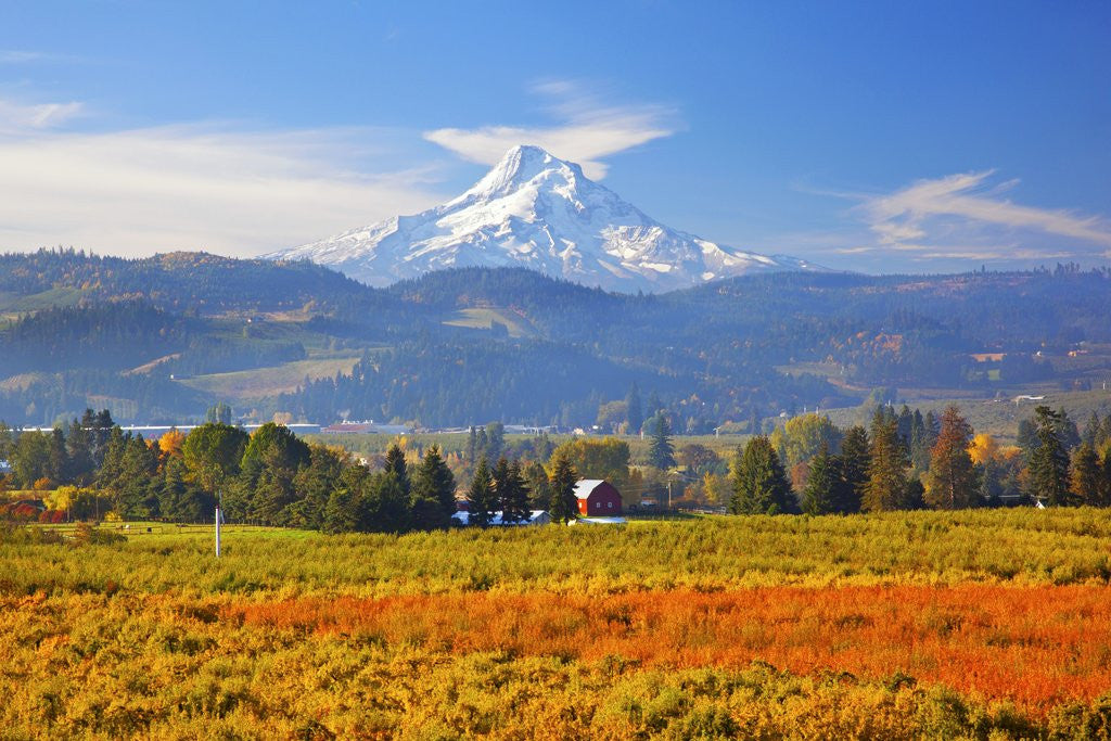Detail of fall colors add beauty to Hood River Valley and Mt. Hood, Oregon, Pacific Northwest by Corbis