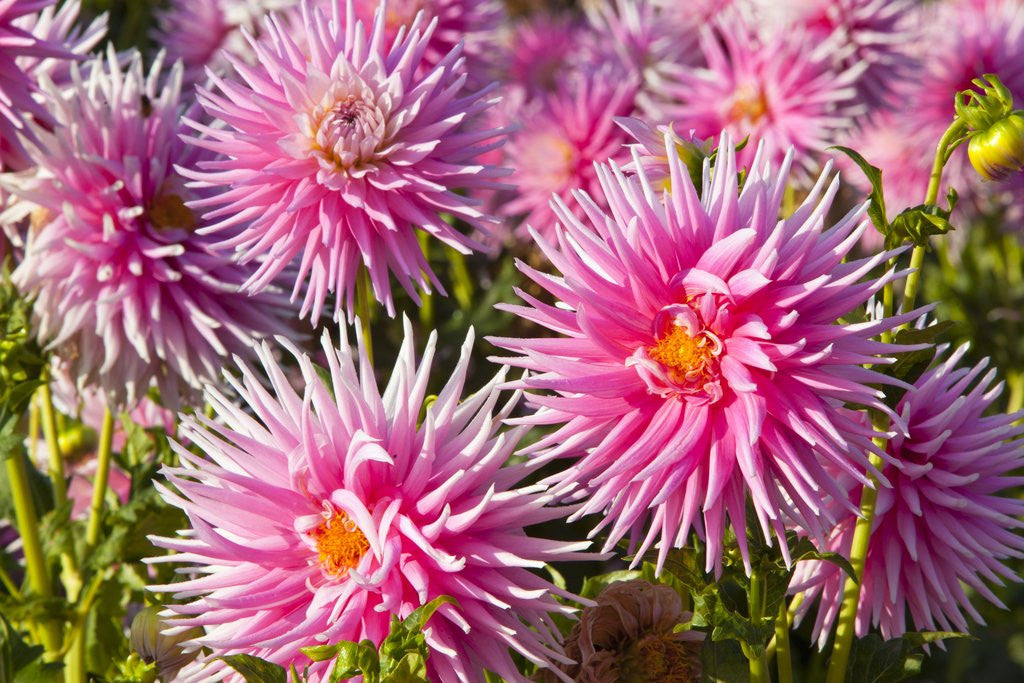 Detail of closeup Dahlia field, Canby, Oregon, Pacific Northwest. United States by Anonymous