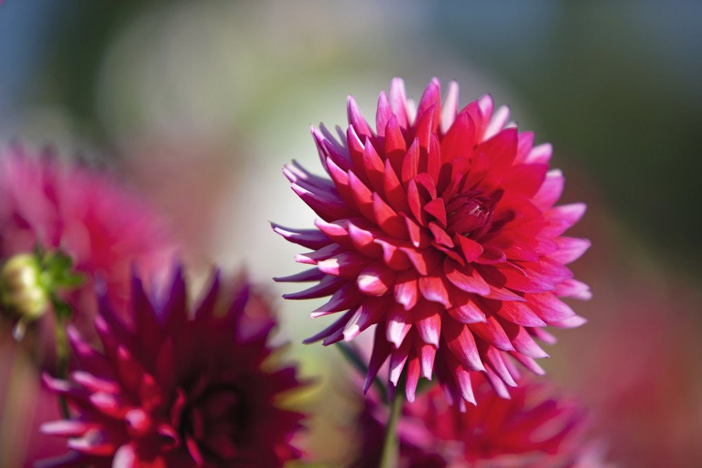 Detail of closeup Dahlia field, Canby, Oregon, Pacific Northwest. United States by Anonymous