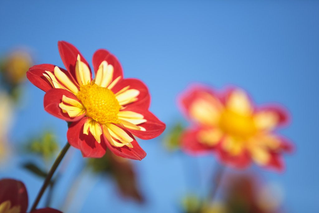 Detail of closeup Dahlia field, Canby, Oregon, Pacific Northwest. United States by Anonymous