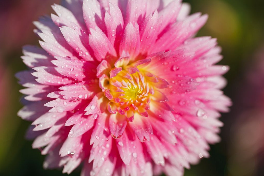 Detail of closeup Dahlia field, Canby, Oregon, Pacific Northwest. United States by Anonymous