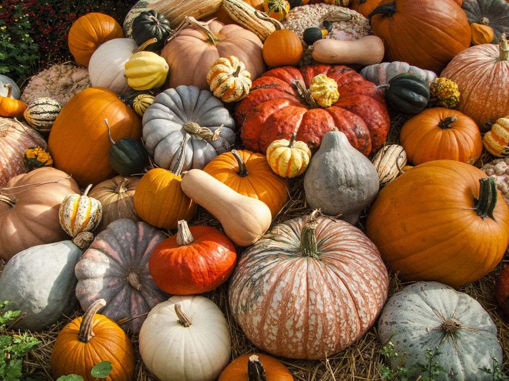 Detail of Pumpkin display for fall festival by Anonymous